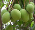 Triple Sec Mango Tree in 3-Gallon Pot, Mangifera indica, Tropical Fruit, Juicy & Sweet, Grafted, Full Sun, Container Plant