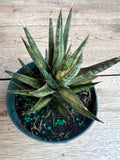 Sansevieria francisii 4-inch pot, Compact Snake Plant, Indoor Houseplant, Easy Care Succulent, Air Purifier