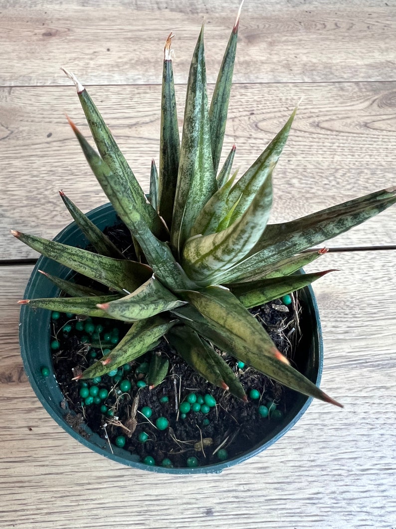 Sansevieria francisii 4-inch pot, Compact Snake Plant, Indoor Houseplant, Easy Care Succulent, Air Purifier
