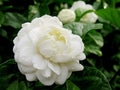 Jasmine Plant in 10" Pot | Grand Duke of Tuscany | Fragrant Jasminum sambac | Indoor & Outdoor Garden