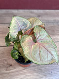 Syngonium Strawberry Ice Plant in 4" Pot | Variegated Houseplant | Climbing or Trailing Indoor Plant | Syngonium podophyllum