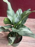 Aglaonema Ghost Plant 6-Inch Pot Silver-Grey Foliage Easy Care Houseplant Aglaonema commutatum