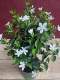 Asian Snow Jasmine Plant in 6" Pot, Wrightia antidysenterica, Evergreen Shrub with White Flowers, Low Maintenance Garden Plant