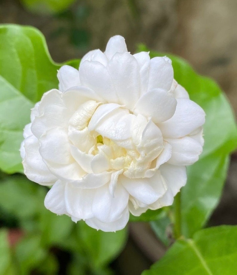 Jasmine Plant 6" Pot Jasminum sambac 'Grand Duke of Tuscany' Fragrant White Flowers Indoor Outdoor