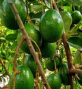 Grafted Simmonds Avocado Tree in 3-Gallon Pot, Persea americana, Home Garden, Full Sun, Zone 10+