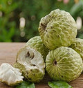 Sugar Apple Plant in 10" Pot, Annona squamosa, Custard Fruit Tree for Home Garden & Containers