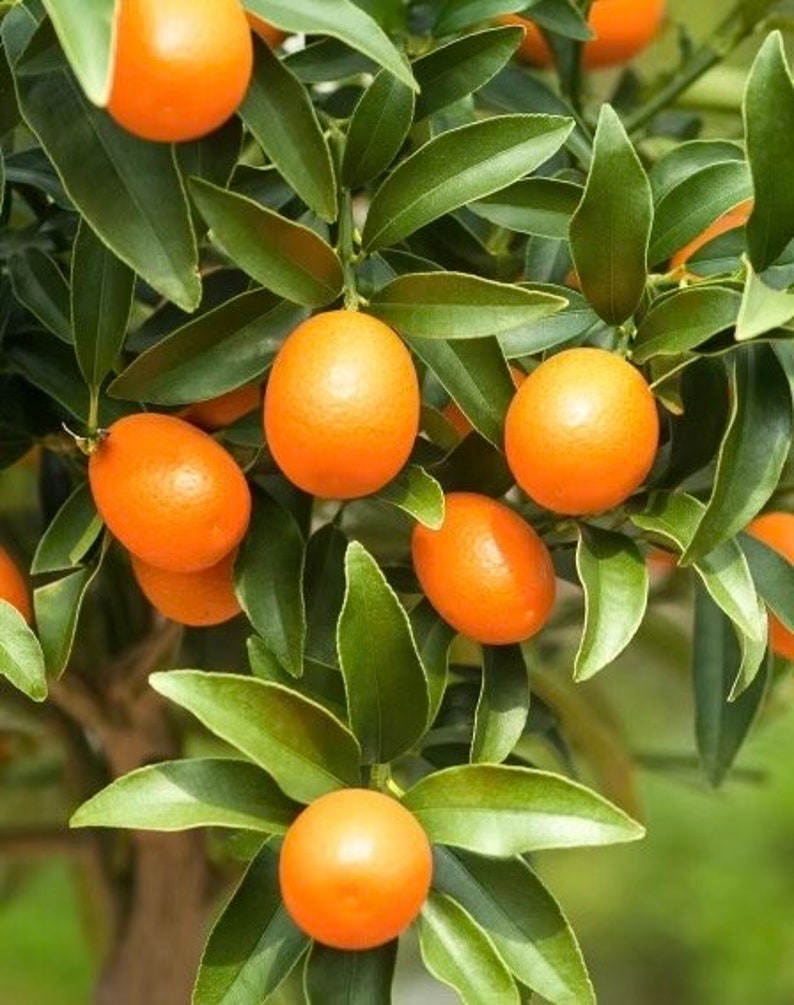 Meiwa Kumquat Tree in Half Gallon Pot | Citrus japonica | Sweet Golden-Orange Fruit | Compact Citrus Shrub