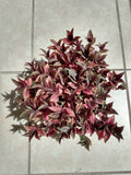 Mini Tradescantia Zebrina Plants - 2 Rooted + Free Cutting - Easy Care Indoor Houseplant - Tradescantia zebrina