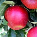 Apple Trees 2 ft Tall - Malus domestica, Small Space Fruit Tree, Bare Root or Potted, Home Garden, Easy Care
