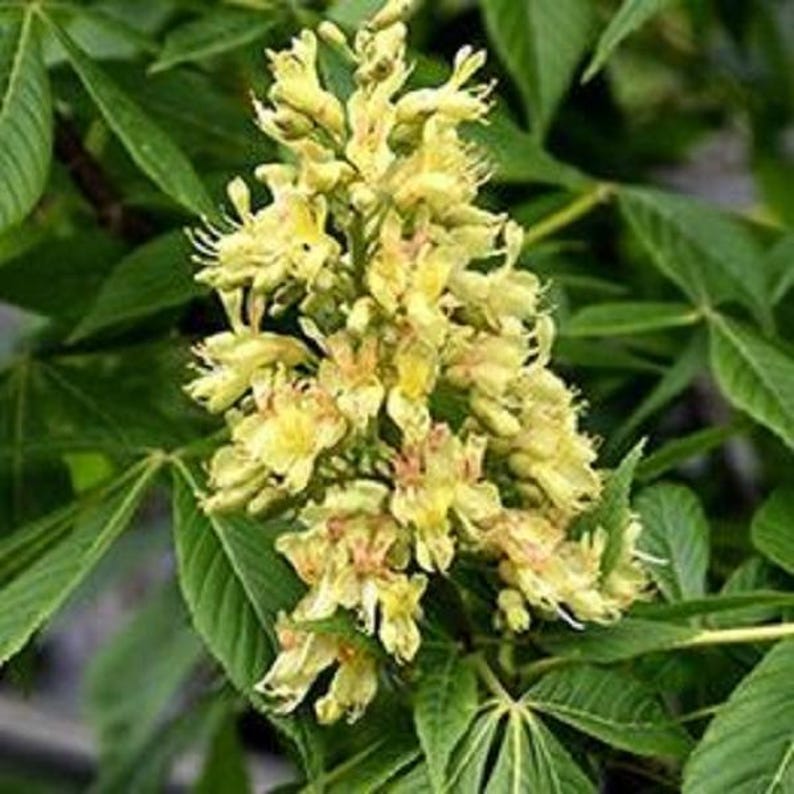 Yellow Buckeye Tree Cutting - Large Stem, Aesculus flava, Garden Landscaping, Container Planting