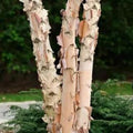 River Birch Tree - Large Rootstock, Betula nigra, Up to 4 ft Tall, Landscape Tree, Peeling Bark, Wildlife Attracting