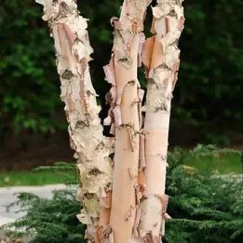 River Birch Tree - Large Rootstock, Betula nigra, Up to 4 ft Tall, Landscape Tree, Peeling Bark, Wildlife Attracting