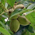 Large Paper Shell Pecan Tree Carya illinoinensis for Garden or Pot Planting