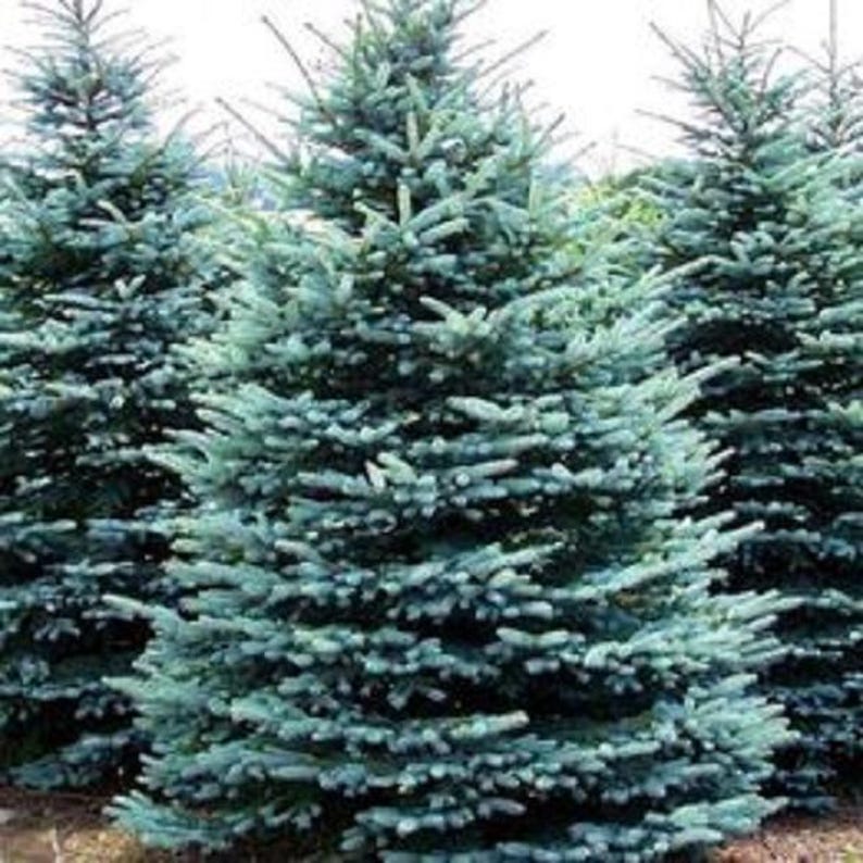 Spruce Tree Seedlings – Blue, Norway, White Spruce – Picea Pungens, Abies, Glauca – Live Plants for Garden & Landscape