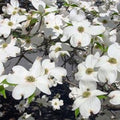 Dogwood Tree Sapling - Cornus florida - Flowering Shrub or Small Tree for Garden & Landscape
