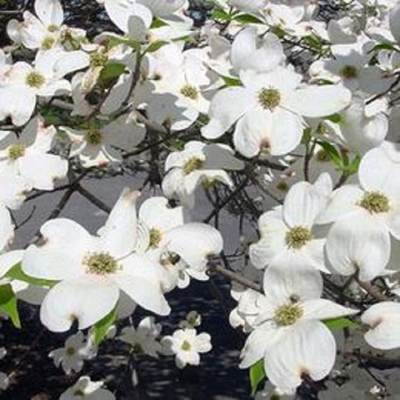 Dogwood Tree Sapling - Cornus florida - Flowering Shrub or Small Tree for Garden & Landscape
