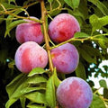 Small Dwarf Plum Tree 2ft Tall, Prunus domestica, Compact Fruit Tree for Gardens & Containers