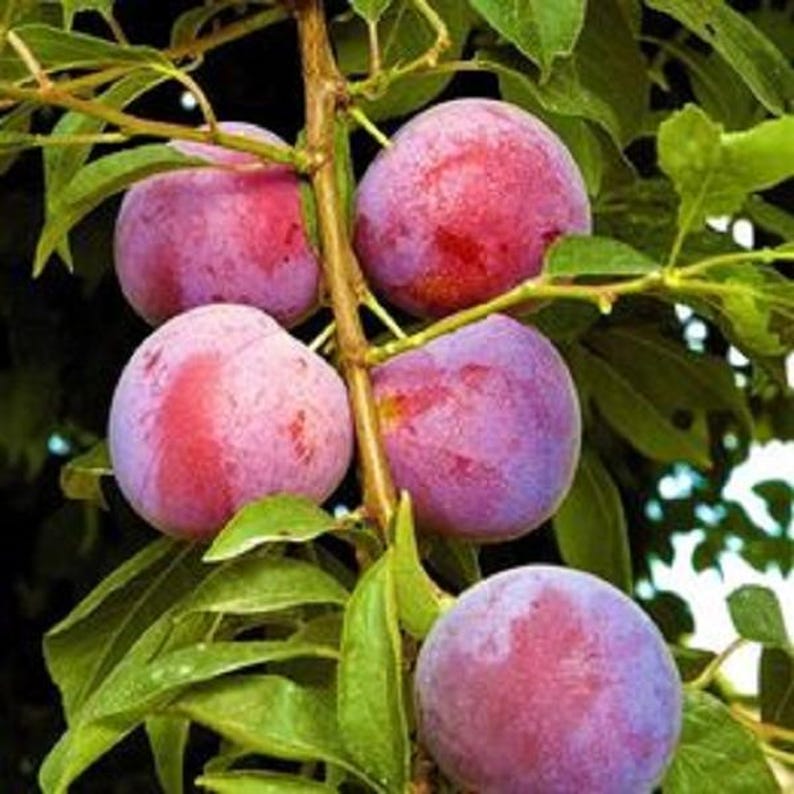 Small Dwarf Plum Tree 2ft Tall, Prunus domestica, Compact Fruit Tree for Gardens & Containers