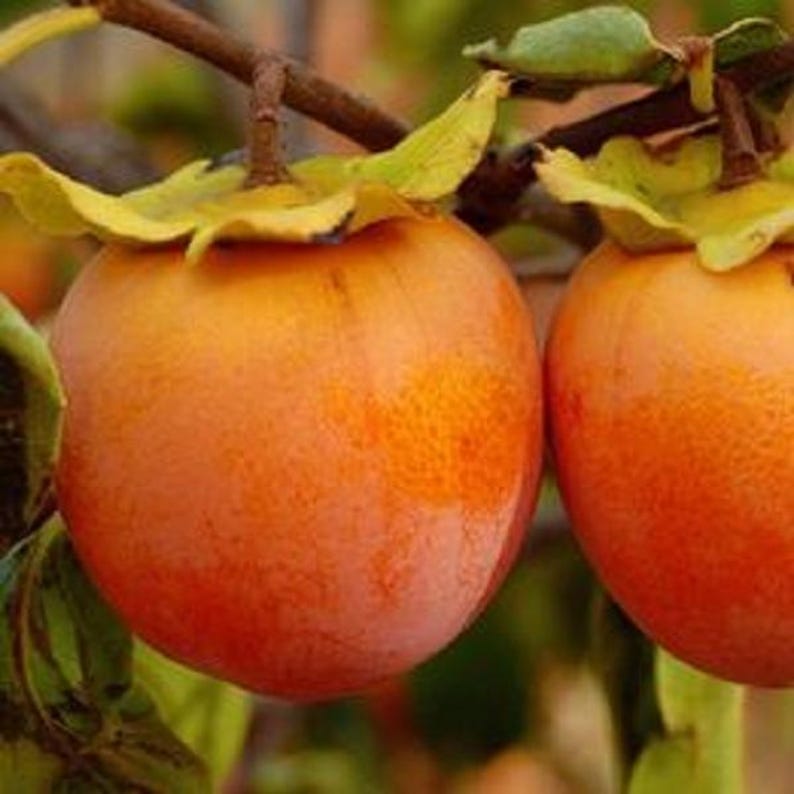 Persimmon Tree Seedling - Up to 2 ft Tall - Prok, American, Fuyu Varieties - Diospyros kaki