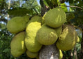 Golden Nugget Jackfruit Plant in 4" Pot, Artocarpus heterophyllus, Tropical Fruit Tree for Garden, Edible Fruit, Full Sun