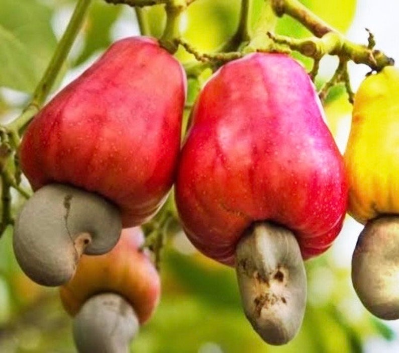 Red Cashew Plant in 10" Pot, Jambu Monyet, Edible Fruits, Anacardium occidentale, Tropical Evergreen Tree