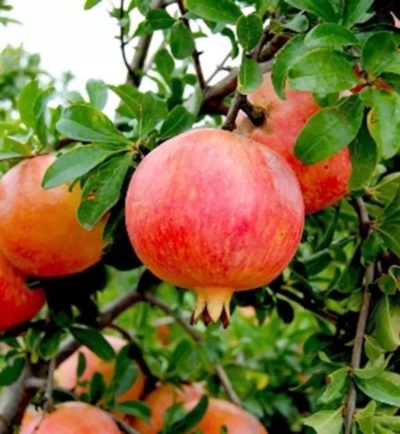 Pomegranate Tree 3-Gallon Pot, Wonderful Variety, Punica granatum, Juicy Sweet-Tart Fruit for Fresh Eating & Juicing