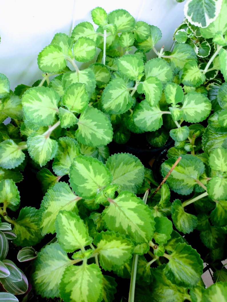 Rare Oregano Tricolor Plant - Small Rooted Starter - Coleus Amboinicus - Indian Borage - Herb Garden, Indoor Plant, Culinary Herb