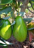 Grafted Donnie Avocado Tree in 6" Pot – Indoor/Patio Persea americana 'Donnie' Fruit Plant