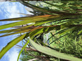 Rare Elephant Purple Grass Live Plant in Half Gallon Pot | Ornamental, Privacy, Livestock Feed | Miscanthus sinensis 'Purpurascens'