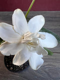 Gardenia Plant 4-Inch Pot Frost Proof Fragrant Evergreen Gardenia jasminoides