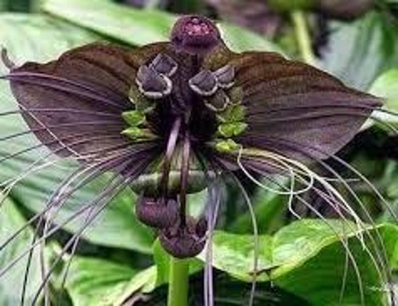 Bat Flower Plant in 6" Pot | Exotic Tacca chantieri with Unique Bat-Like Blooms for Indoor & Outdoor