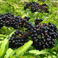 Elderberry Bush - Large Well-Rooted Sambucus nigra Plant for Garden, Landscaping & Pollinator Attracting