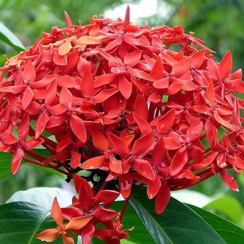 Ixora Plant in 6" Pot | Taiwanese Red, Carmen Dwarf Red | Tropical Flowering Shrub, Year-Round Blooms, Ixora coccinea