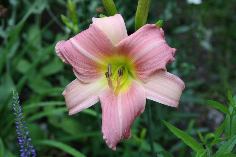Daylily ‘Bama Music’ Bare Root Plants – Red Yellow Perennial for Summer Garden Flowers Hemerocallis