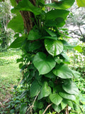 Giant Hawaiian Green Pothos Cutting – Epipremnum aureum – Indoor Houseplant, Trailing Vine, Easy Care, Rooted + Free Cutting