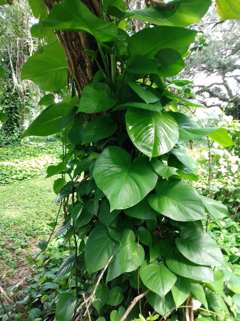 Giant Hawaiian Green Pothos Cutting – Epipremnum aureum – Indoor Houseplant, Trailing Vine, Easy Care, Rooted + Free Cutting