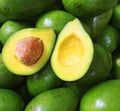 Grafted Avocado Tree 6" Pot Choquette Variety Persea americana Tropical Fruit Tree for Garden