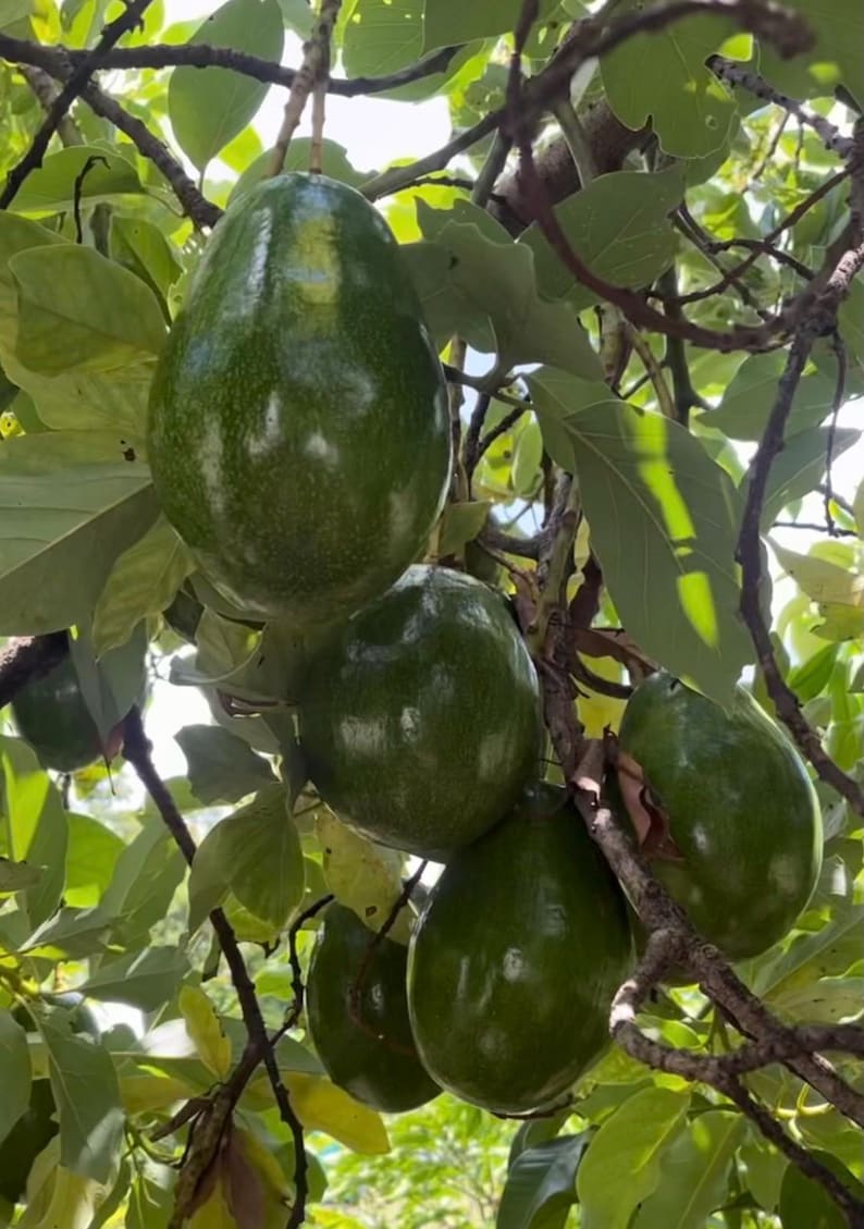 Catalina Avocado Tree in 6" Pot - Grafted Persea americana, Indoor/Patio Friendly Fruit Tree