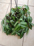 Pellionia Pulchra Watermelon Plant Cutting – Easy Care Houseplant with Free Rooted Cutting, Variegated Trailing Foliage