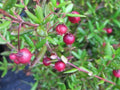 Chilean Guava Live Plant - 6" Pot - Ugni molinae - Aromatic Evergreen Shrub with Edible Fruit
