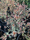 Chilean Guava Variegated Live Plant - Ugni molinae 'Flambeau' - 3 Gallon Pot, Edible Berries, Fragrant Flowers