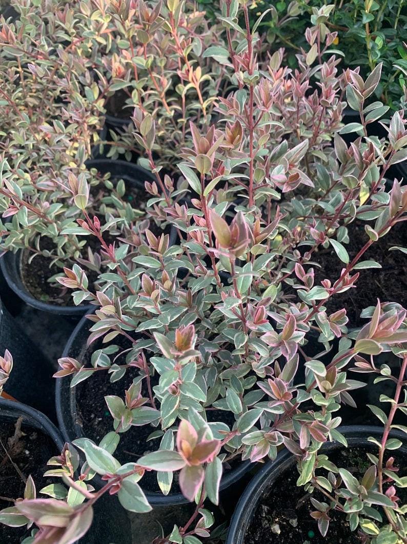 Chilean Guava Variegated Live Plant - Ugni molinae 'Flambeau' - 3 Gallon Pot, Edible Berries, Fragrant Flowers