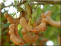 Tamarind Tree - 2 to 3 Feet Tall - Live Plant in 3-Gallon Pot - Tamarindus indica - Tropical Fruit Tree for Landscaping