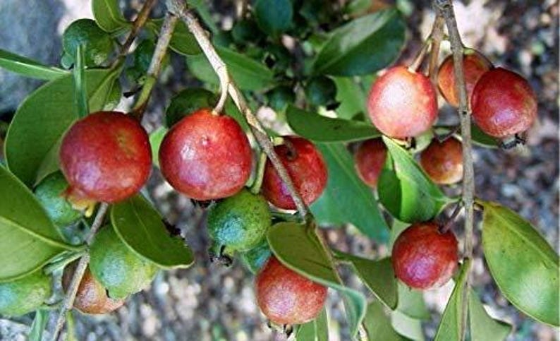 Strawberry Guava Plant in 3-Gallon Pot – Psidium cattleianum – Live Shrub with Healthy Roots