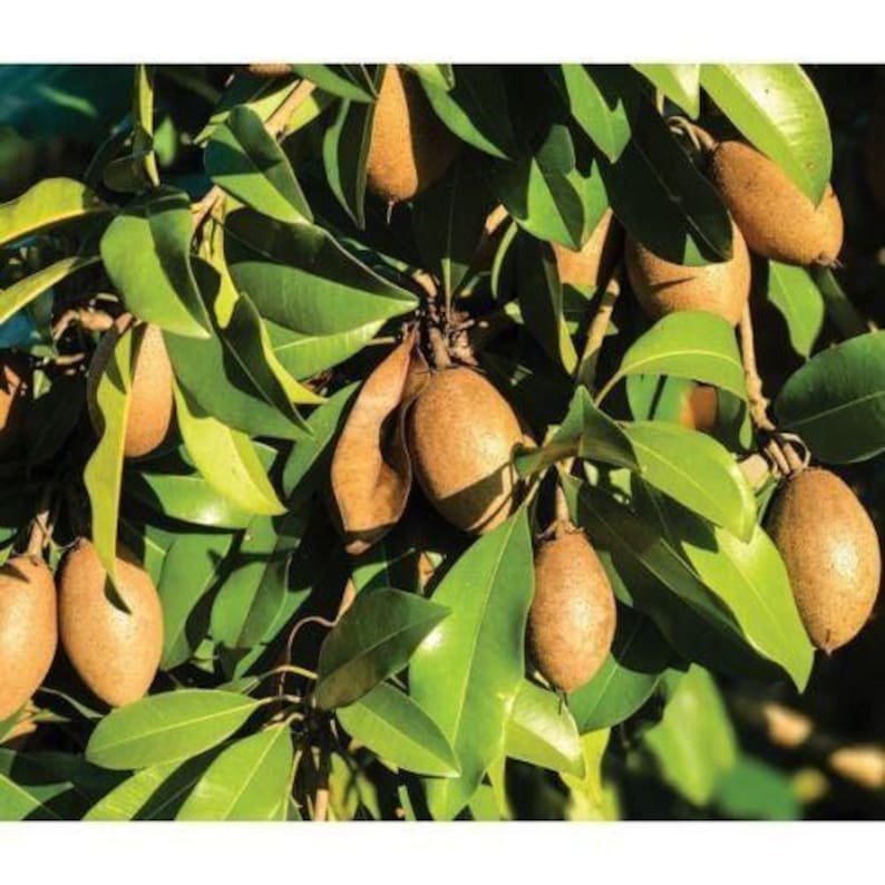 Sapodilla Plant in 3-Gallon Pot | Alano Variety | Manilkara zapota Hybrid | Tropical Fruit Tree