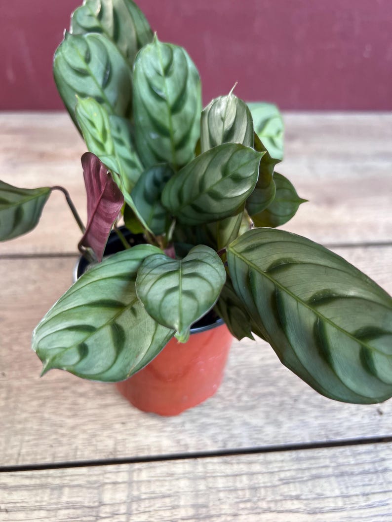 Calathea Burle Marx - 4" Pot Fishbone Prayer Plant - Ctenanthe Burle-Marxii Tropical Indoor Plant - Non-Toxic to Pets