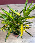 Croton Sunny Star Plant in 4" Pot, Codiaeum Variegatum, Colorful Indoor/Outdoor Houseplant with Yellow & Green Foliage