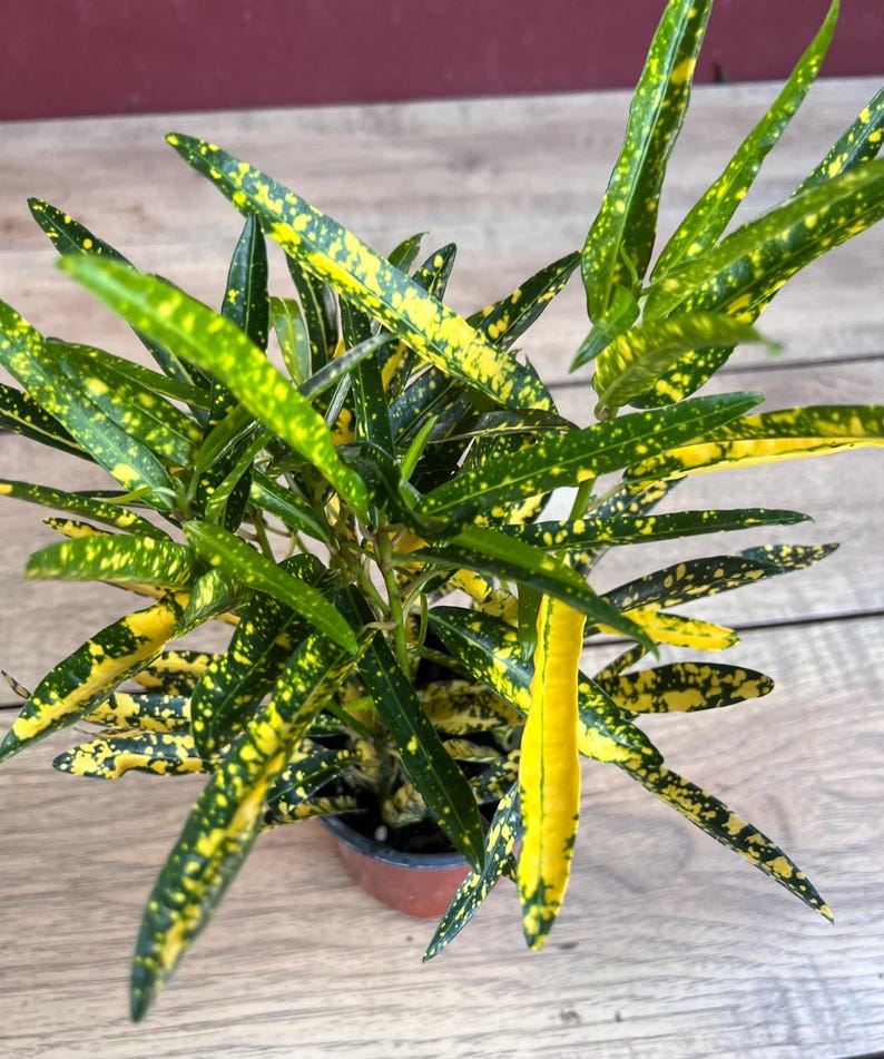 Croton Sunny Star Plant in 4" Pot, Codiaeum Variegatum, Colorful Indoor/Outdoor Houseplant with Yellow & Green Foliage