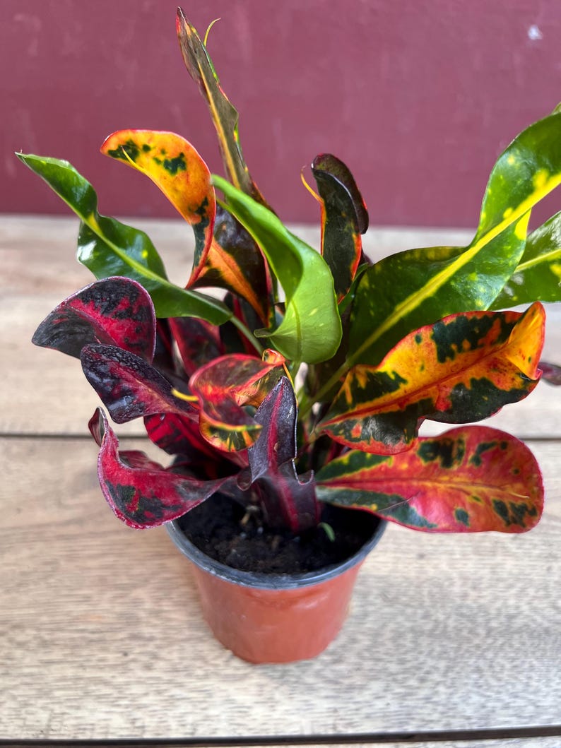 Croton Mamey House Plant 4" Pot – Colorful Foliage, Indoor Outdoor, Codiaeum variegatum