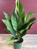 Aglaonema BJ Freeman Live House Plant, Chinese Evergreen, Indoor Decorative Foliage, 6-Inch Pot, Aglaonema commutatum
